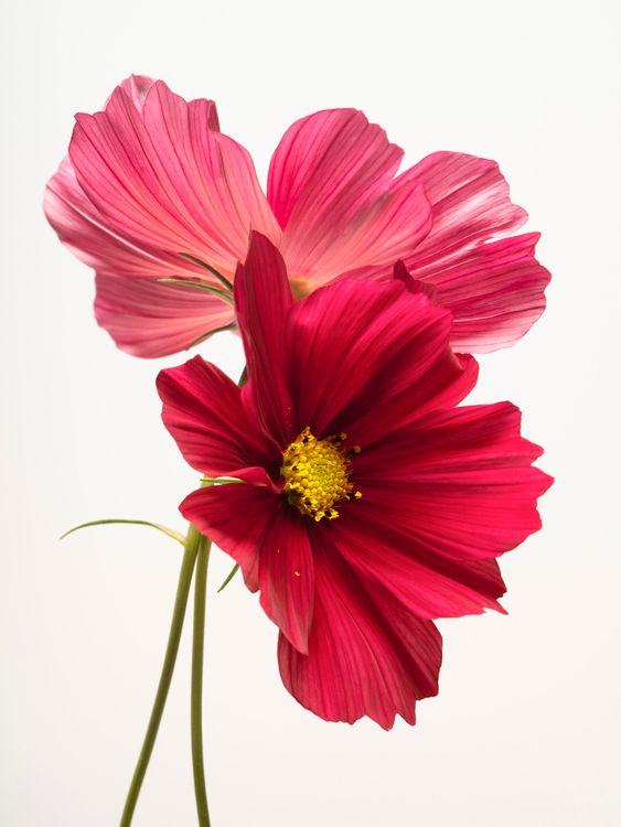 Installation view, Flowering, Yancey Richardson · 2026 (3)