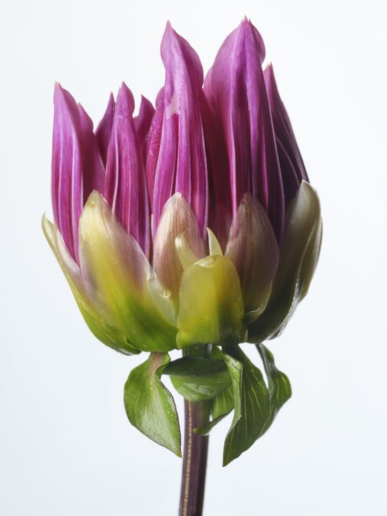 Installation view, Flowering, Yancey Richardson · 2026 (4)