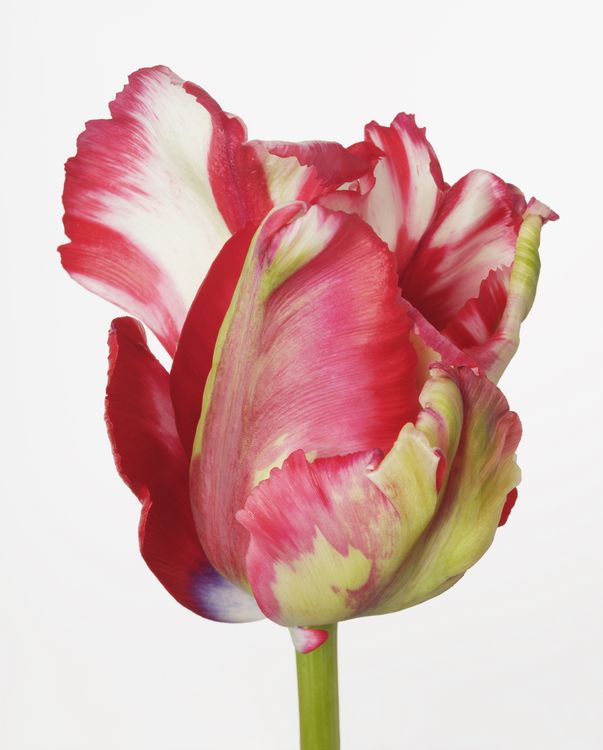 Installation view, Flowering, Yancey Richardson · 2026 (5)