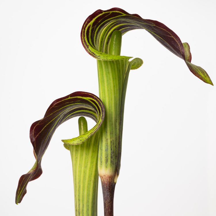 Installation view, Flowering, Yancey Richardson · 2026 (6)