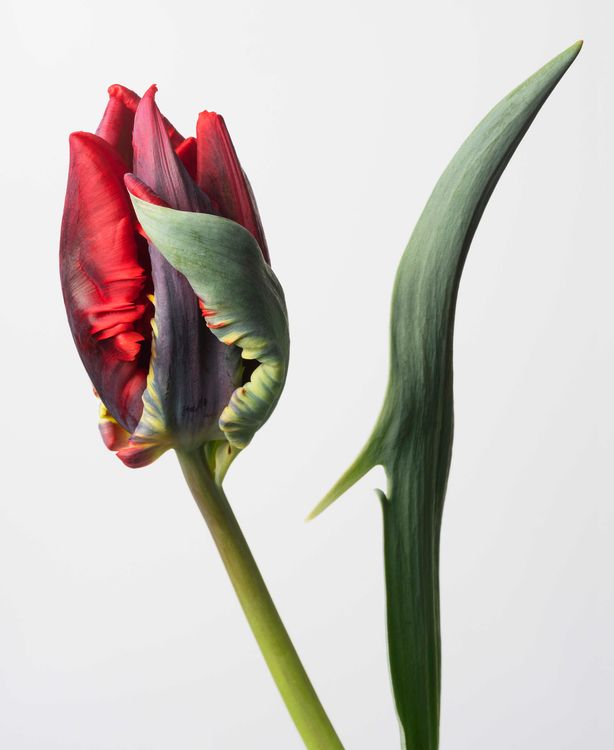 Installation view, Flowering, Yancey Richardson · 2026 (8)