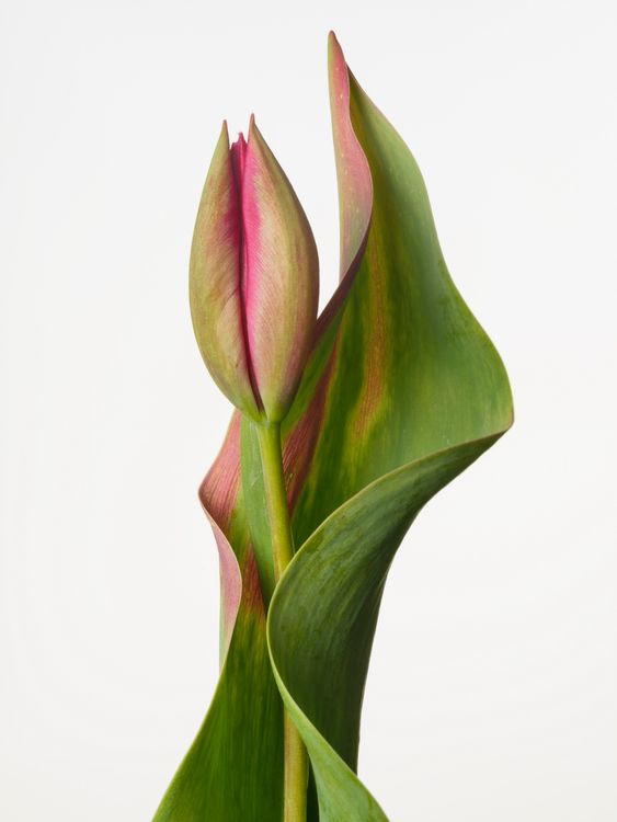 Installation view, Flowering, Yancey Richardson · 2026 (9)