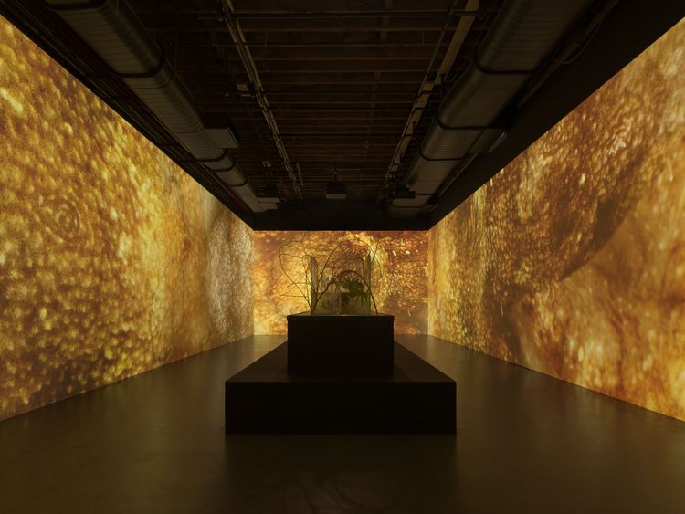 Installation view, Siphon, Pioneer Works · 2026 (2)