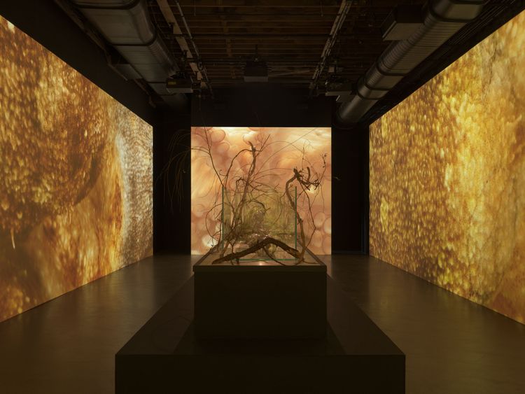 Installation view, Siphon, Pioneer Works · 2026 (3)