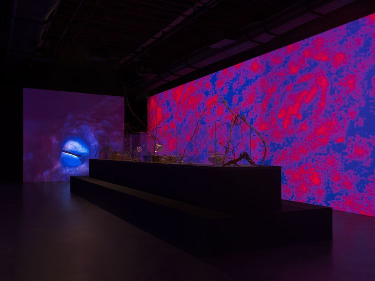Installation view, Siphon, Pioneer Works · 2026 (7)