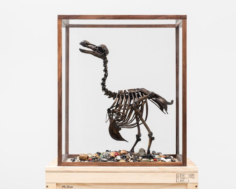 Installation view, Mark Dion, Tanya Bonakdar Gallery, New York
