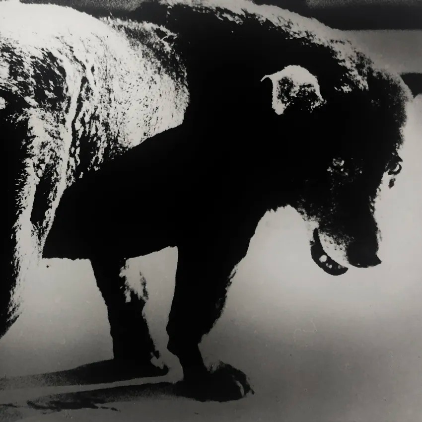 Daido Moriyama: Love Letters to Photography