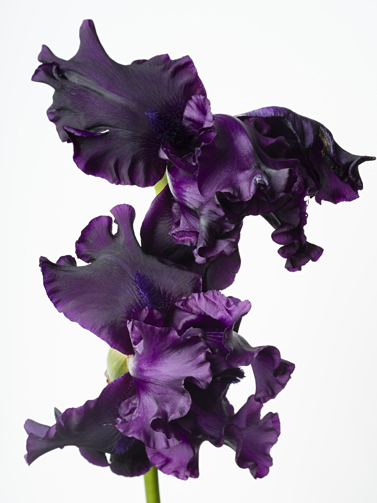 Sharon Core: Flowering