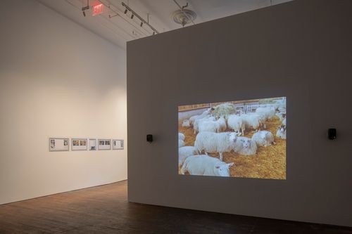 Installation view, Pygmalion Margaret Ursus Uan, Peter Freeman, Inc. · 2026 (2)
